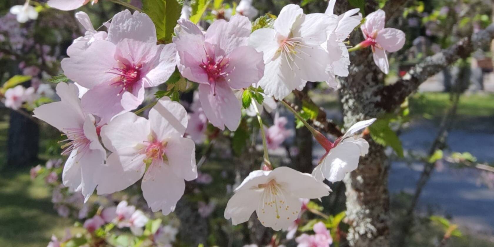 Valkoiset ja vaalenpunaiset kirsikankukat kukkii auringon paisteessa.