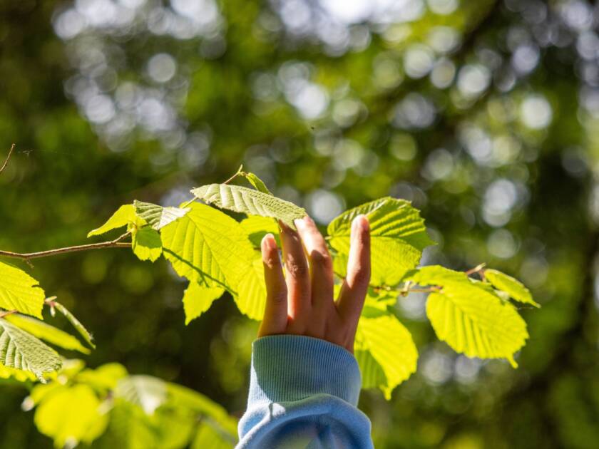 Käsi kurkottaa kohti vaalean vihreitä lehtiä.