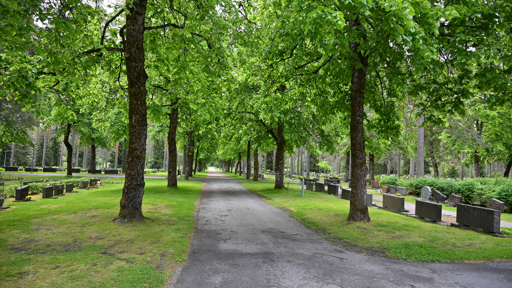 En kyrkogård med många gröna träd. I mitten en sandgång.
