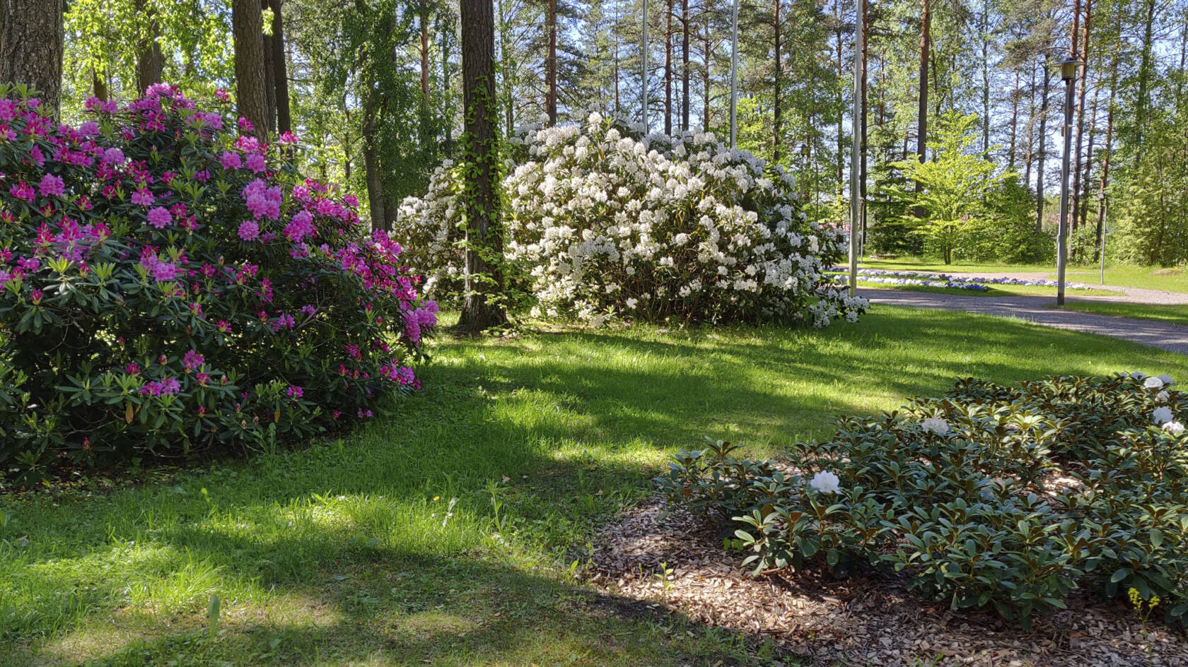 Rhododendronbuskar som blommar i vitt och rött. I bakgrunden barrsträd.