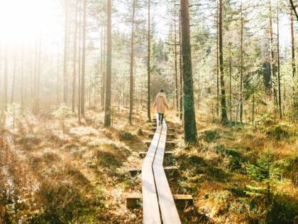 Aurinkoisessa metsässä olevat pitkospuut joita pitkin kävelee ihminen.