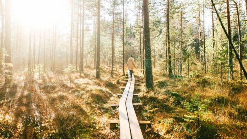 Aurinkoisessa metsässä olevat pitkospuut joita pitkin kävelee ihminen.
