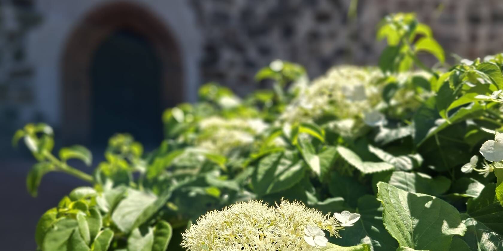 Hortensia kukkii, taustalla Pyhän Laurin kirkon kiviseinää