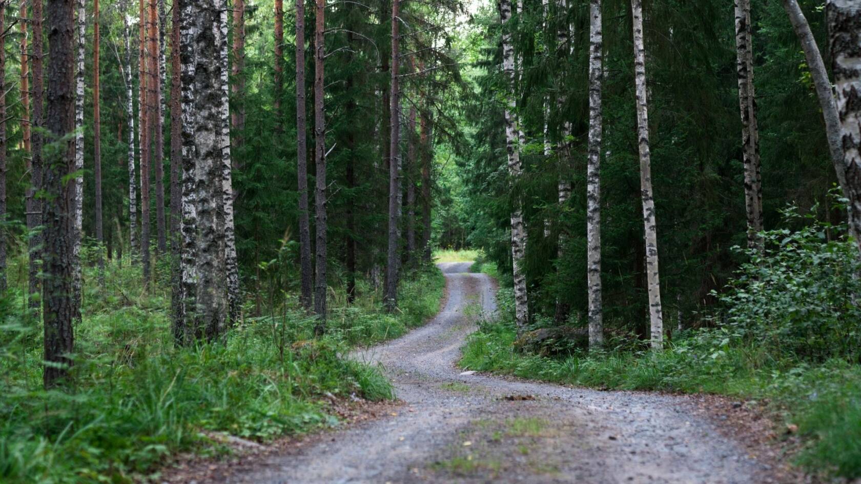 Hiekkatie koivu- ja mäntymetsässä.