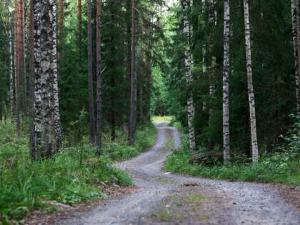 Hiekkatie koivu- ja mäntymetsässä.