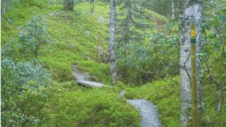 Metsäpolku.